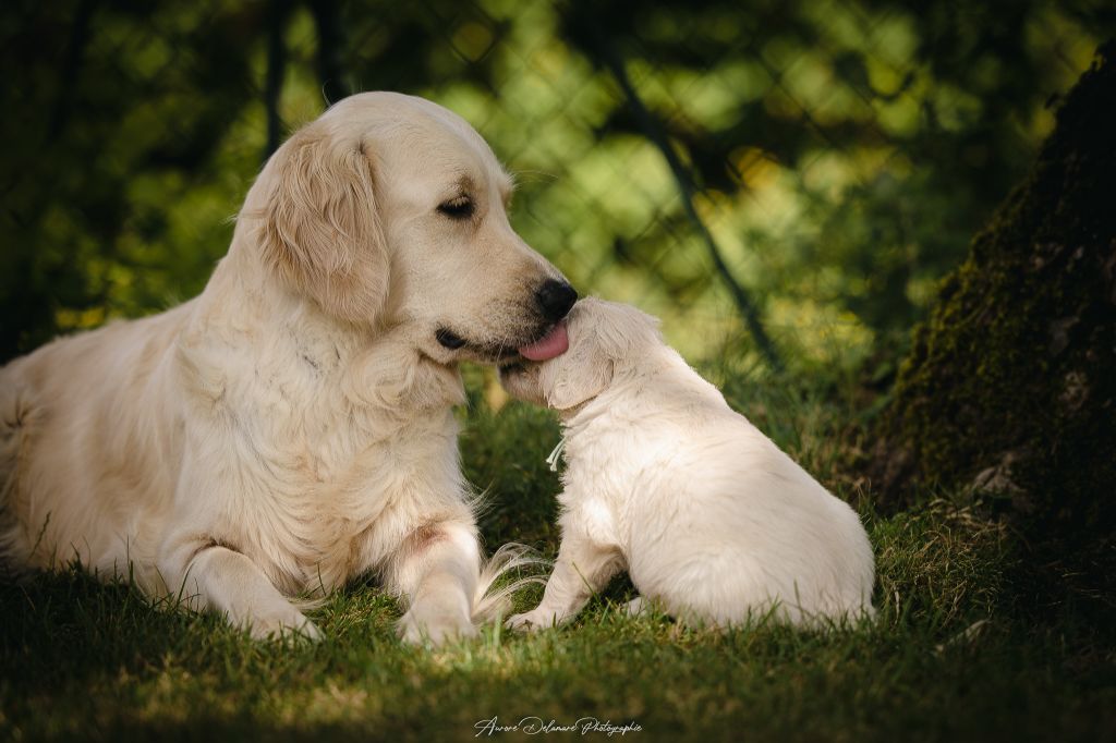 chiot Golden Retriever De la Seigneurie des Vignes