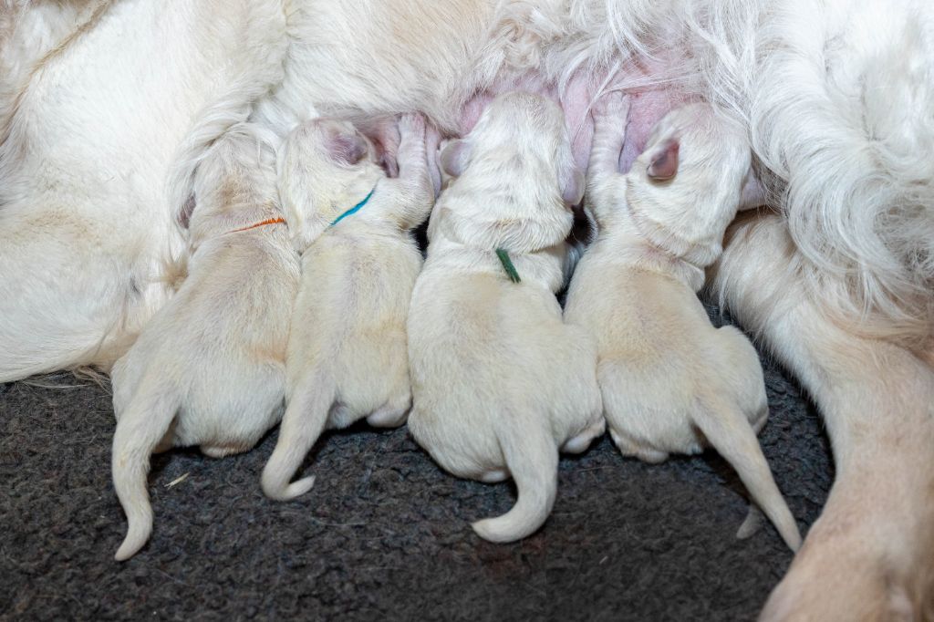 Les bébés de notre jolie Naya sont nés