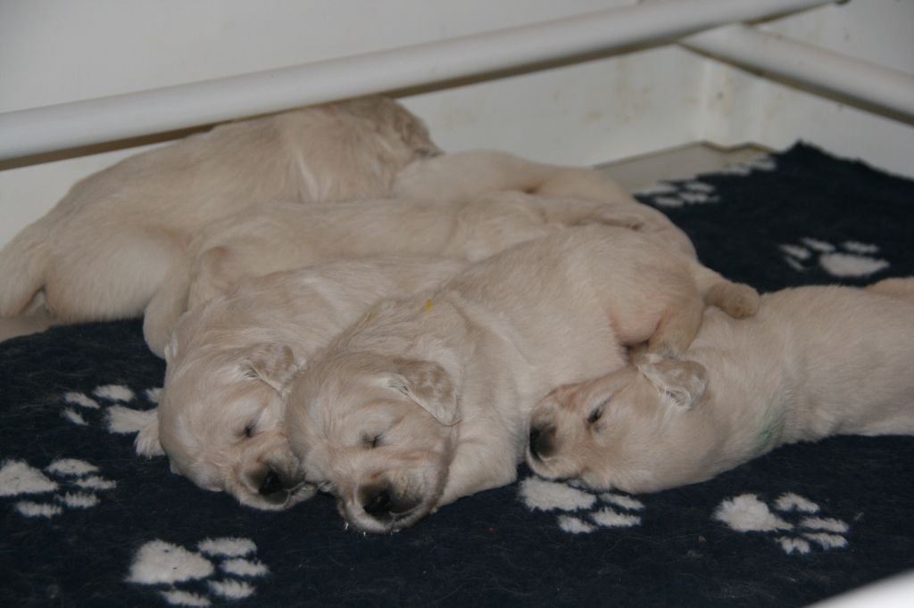 De la Seigneurie des Vignes - Des chiots Goldens Retrievers pour le début de l'année