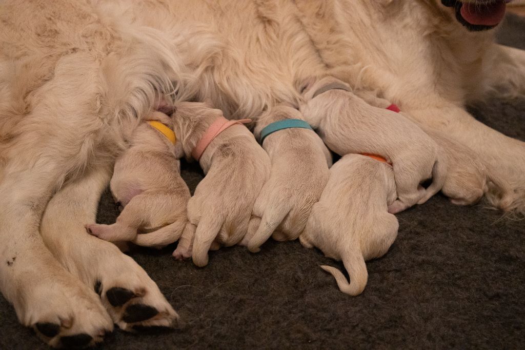 Les bébés sont nés